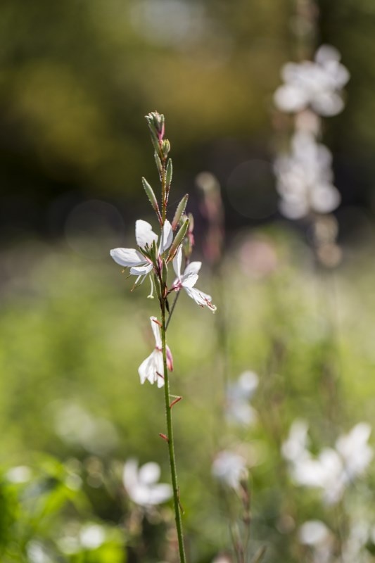 Profilbild von Mina Testel